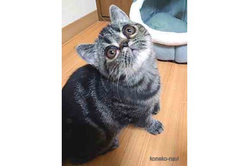 成約済の岡山県のエキゾチックショートヘア-70346の4枚目